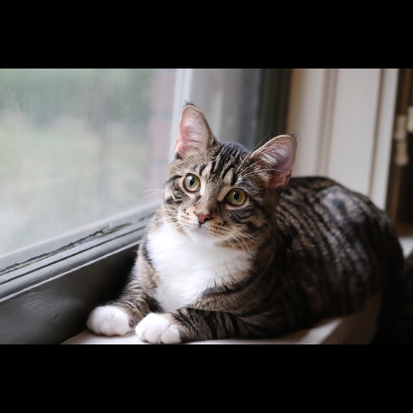 Meet your Posher, Amelia - Picture 6 of 6